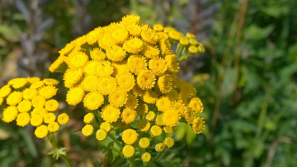 Tanacetum (tansies) (alternate view 4)