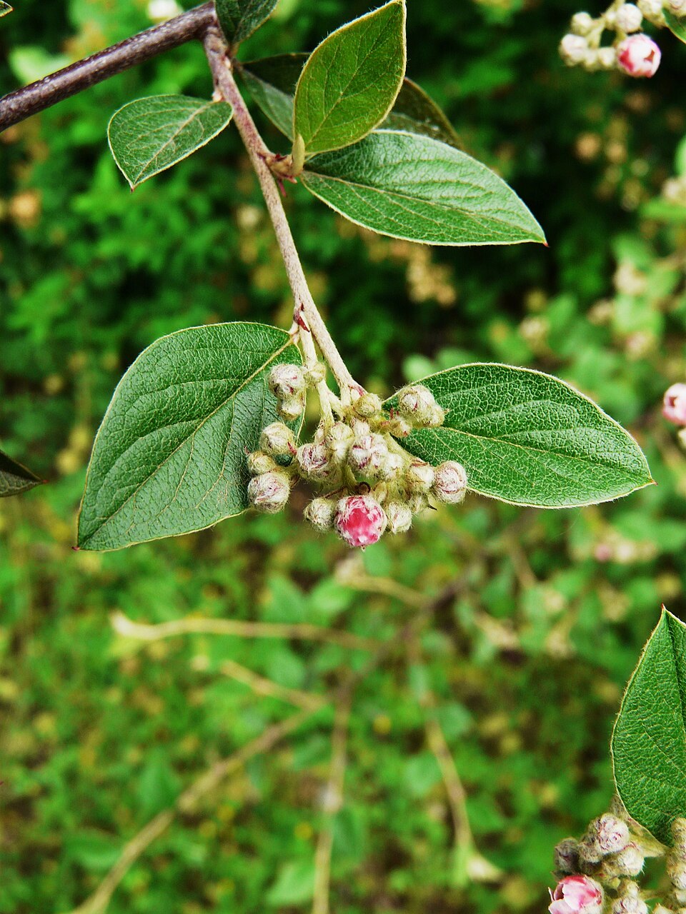 Cotoneaster franchetii (Franchet cotoneaster) (alternate view 12)