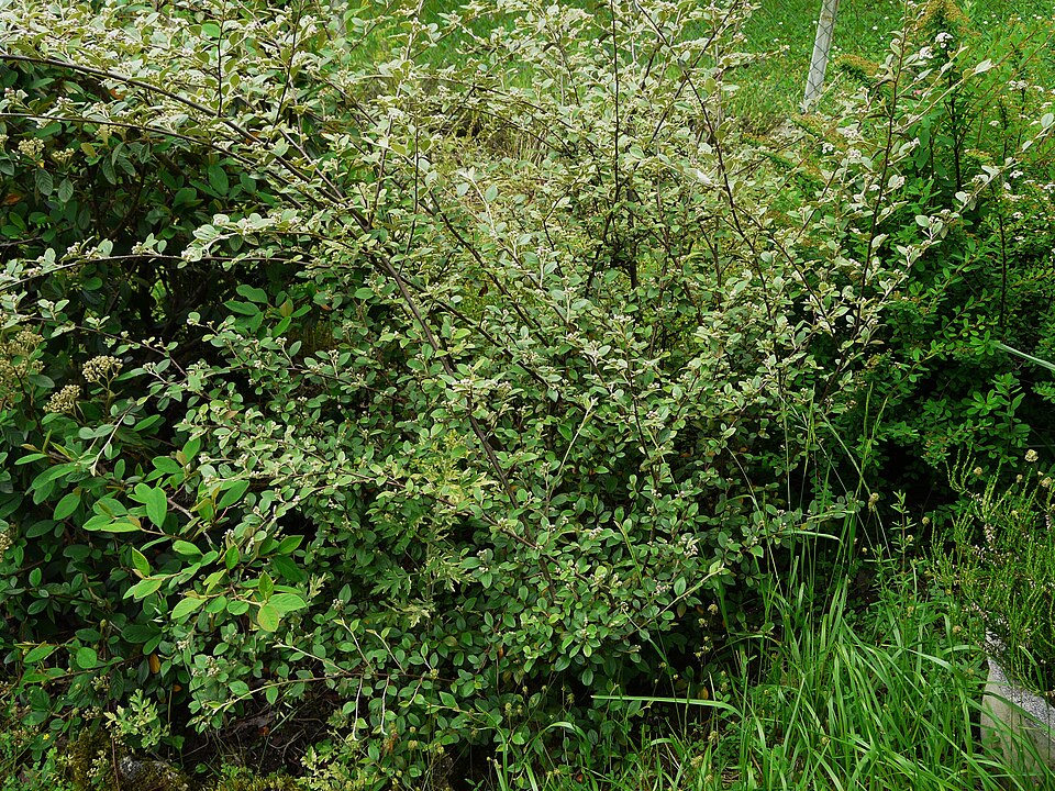 Cotoneaster franchetii (Franchet cotoneaster) (alternate view 13)