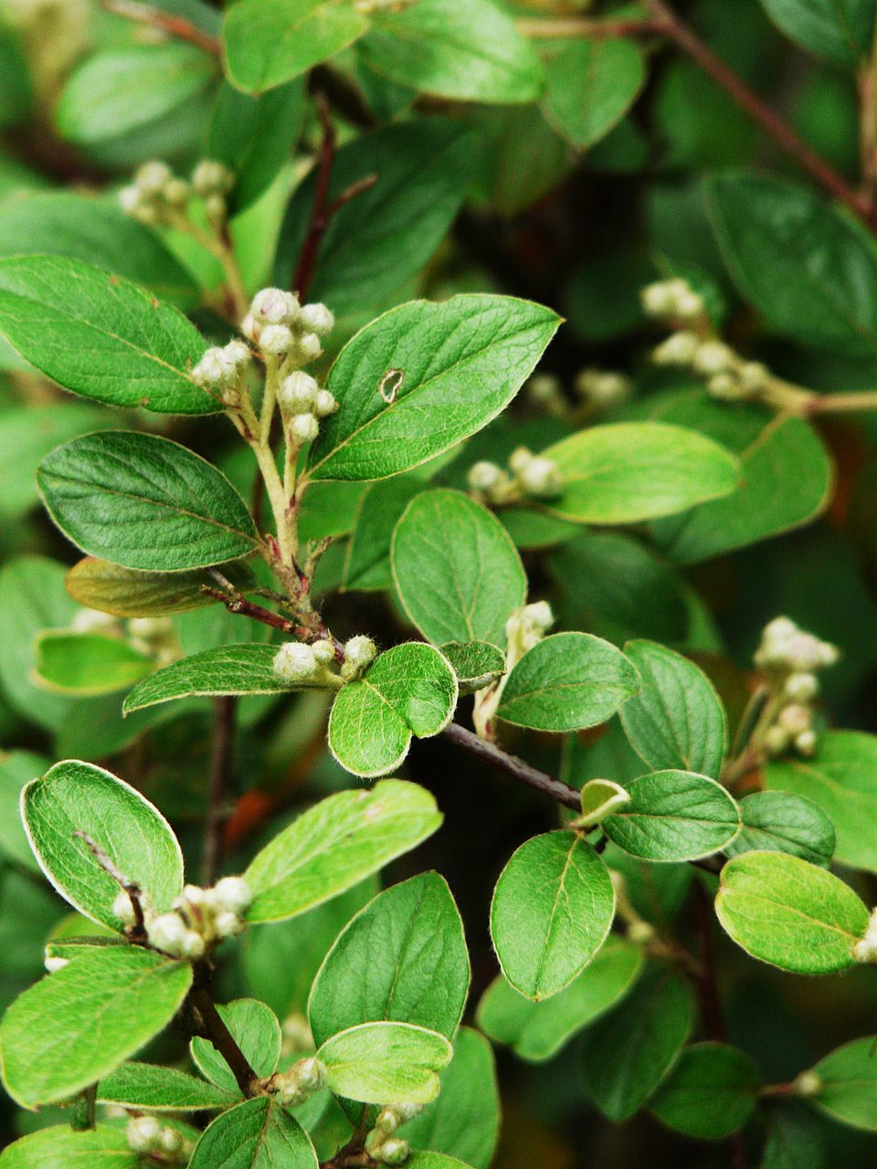 Cotoneaster franchetii (Franchet cotoneaster) (alternate view 14)