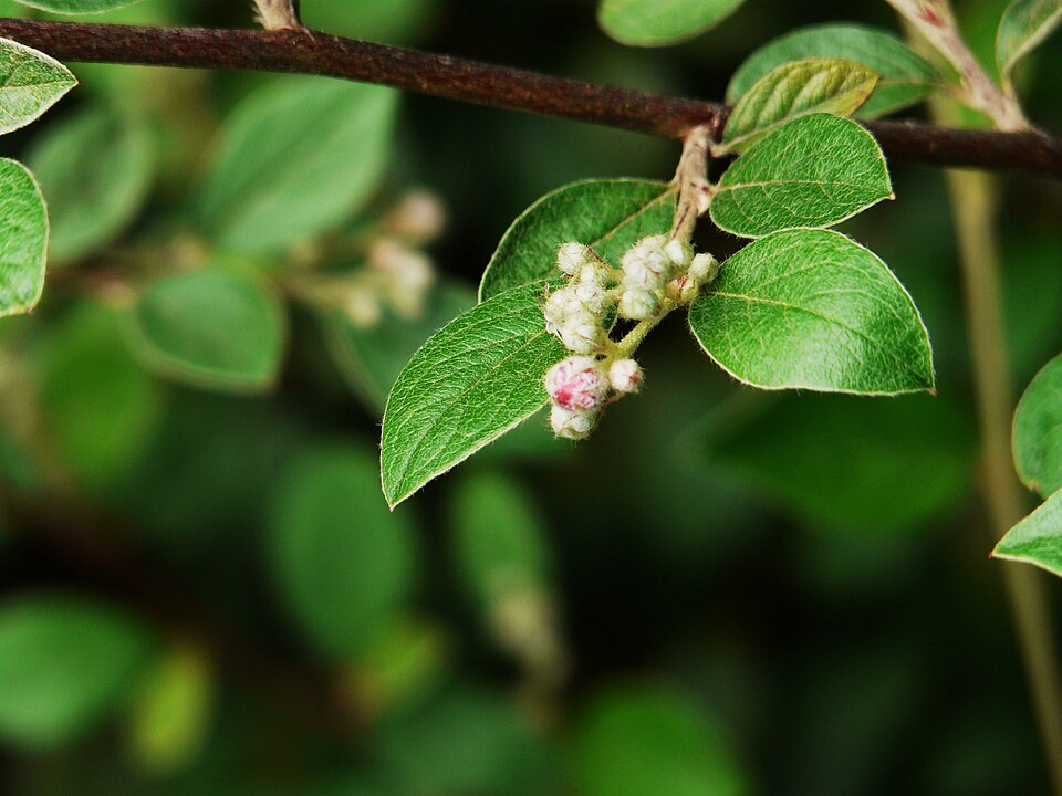 Cotoneaster franchetii (Franchet cotoneaster) (alternate view 15)