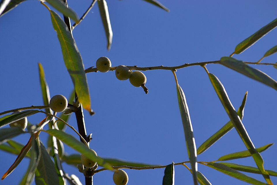 Elaeagnus angustifolia (Russian olive) (alternate view 6)