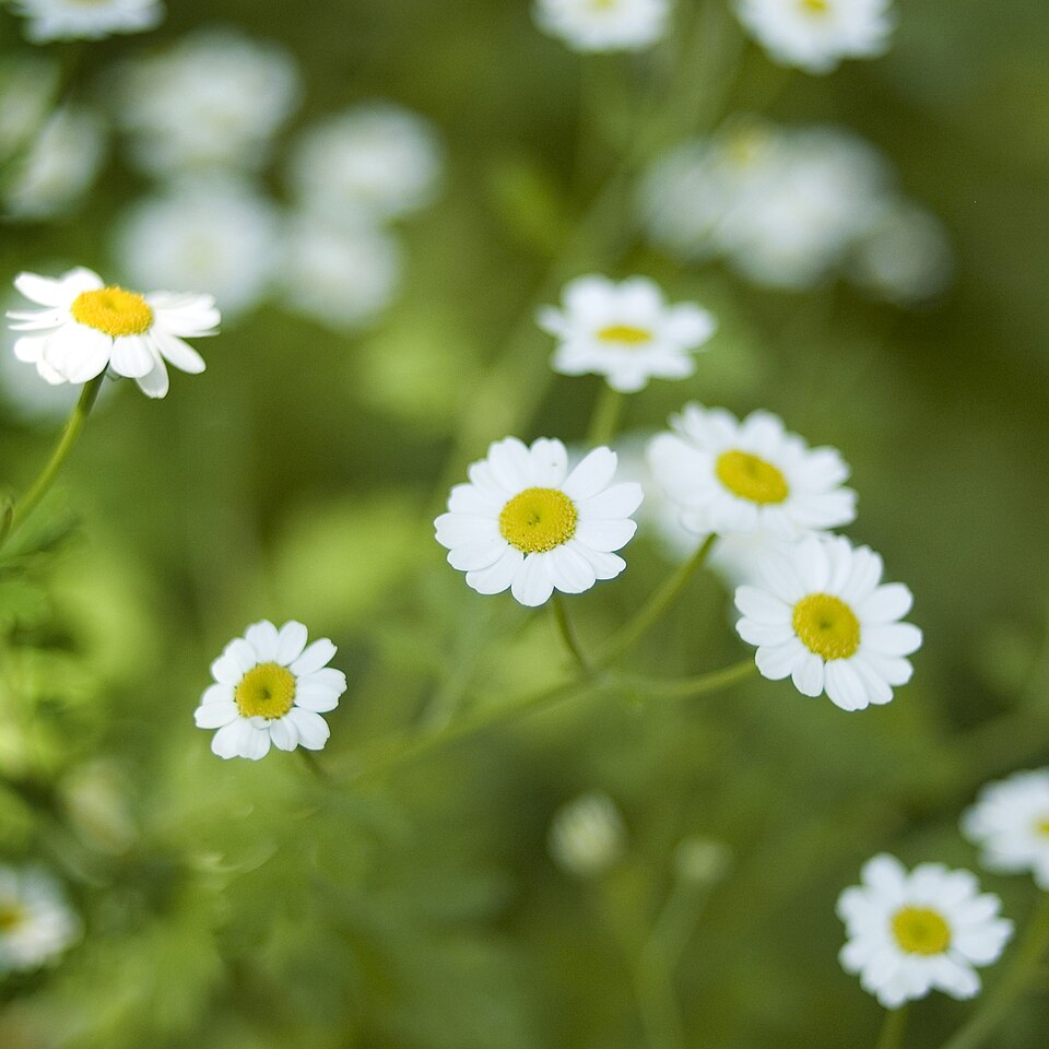 Tanacetum parthenium (feverfew)