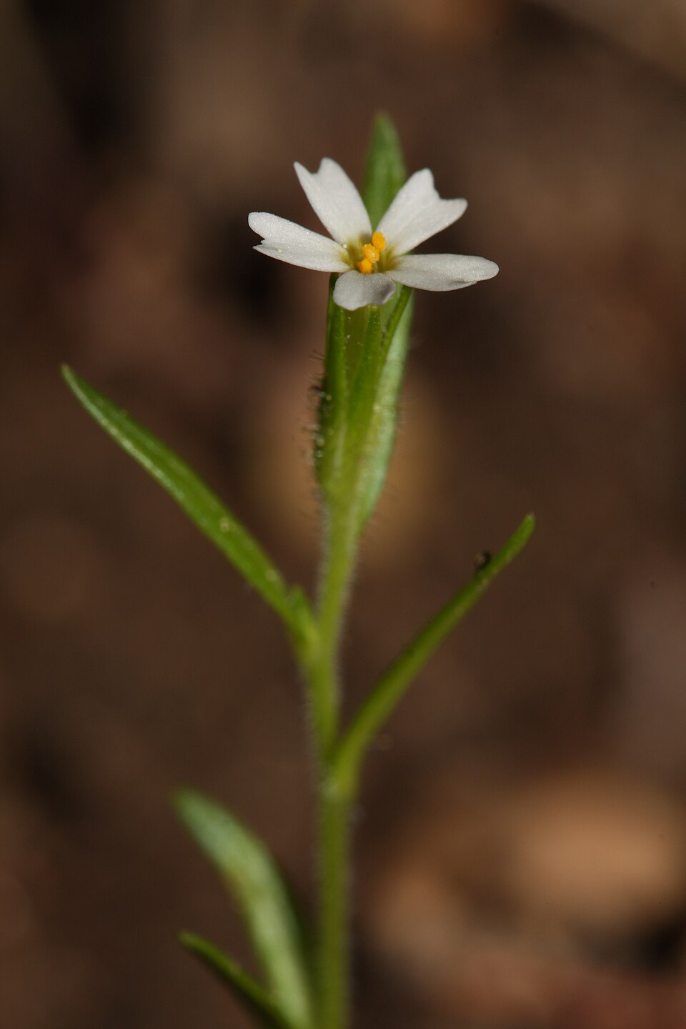 Microsteris gracilis (slender phlox) (alternate view 7)
