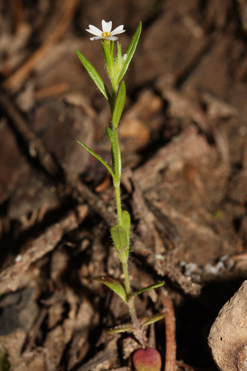 Microsteris gracilis (slender phlox) (alternate view 8)