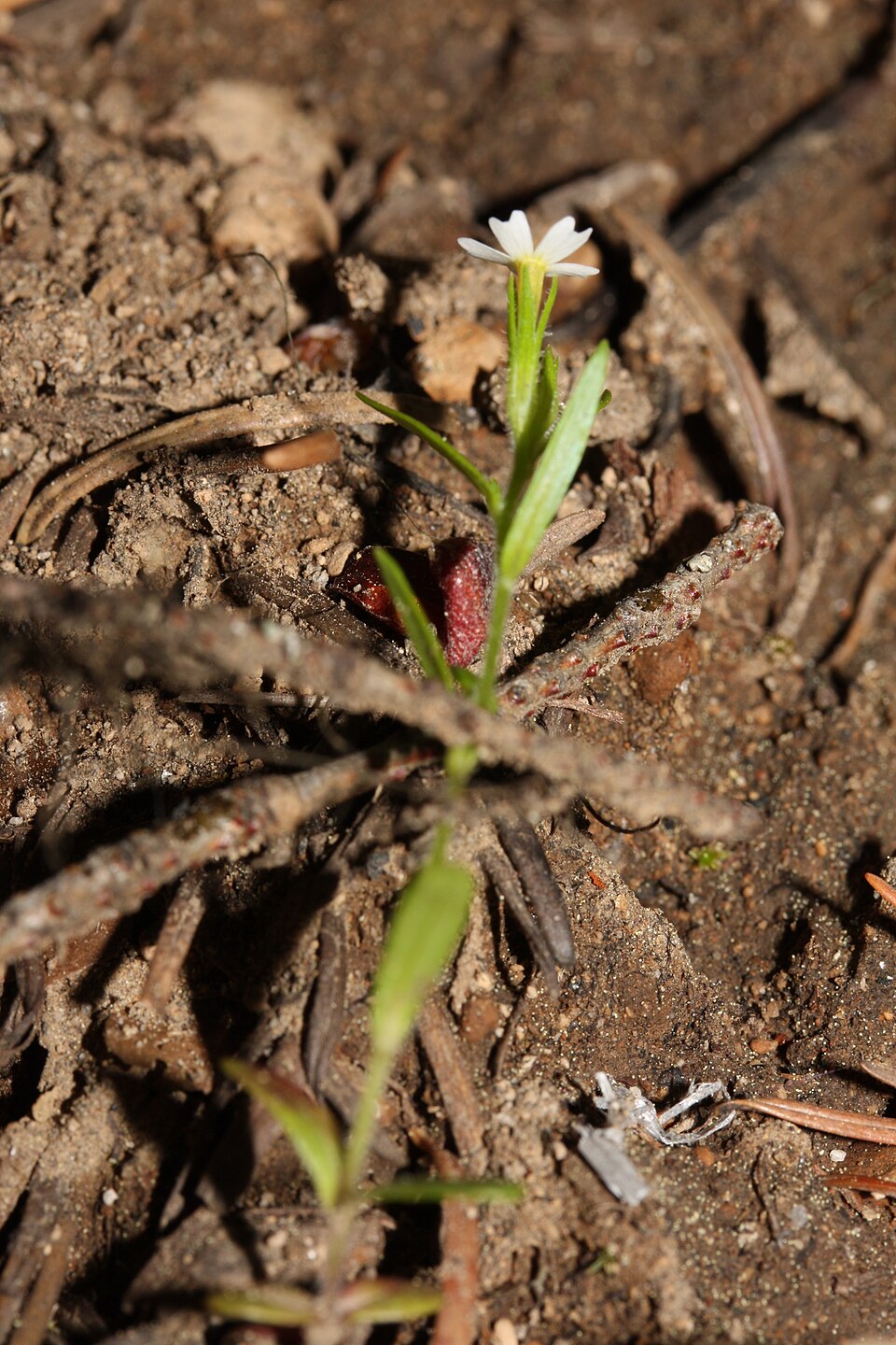 Microsteris gracilis (slender phlox) (alternate view 9)