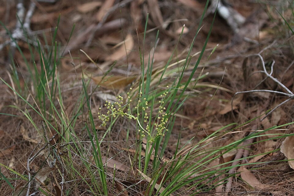 Lomandra (alternate view 3)