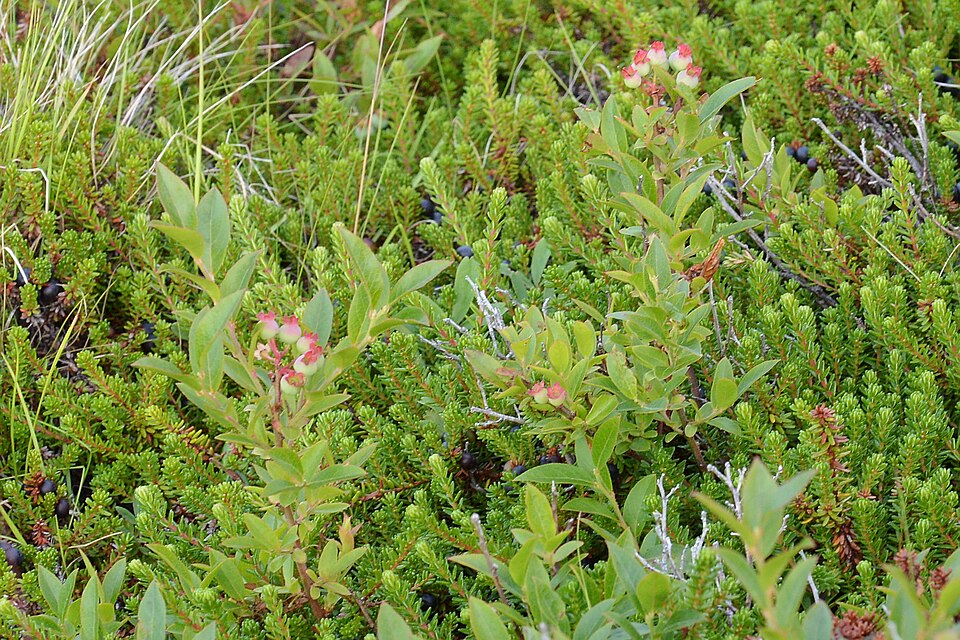 Vaccinium angustifolium (lowbush blueberry)