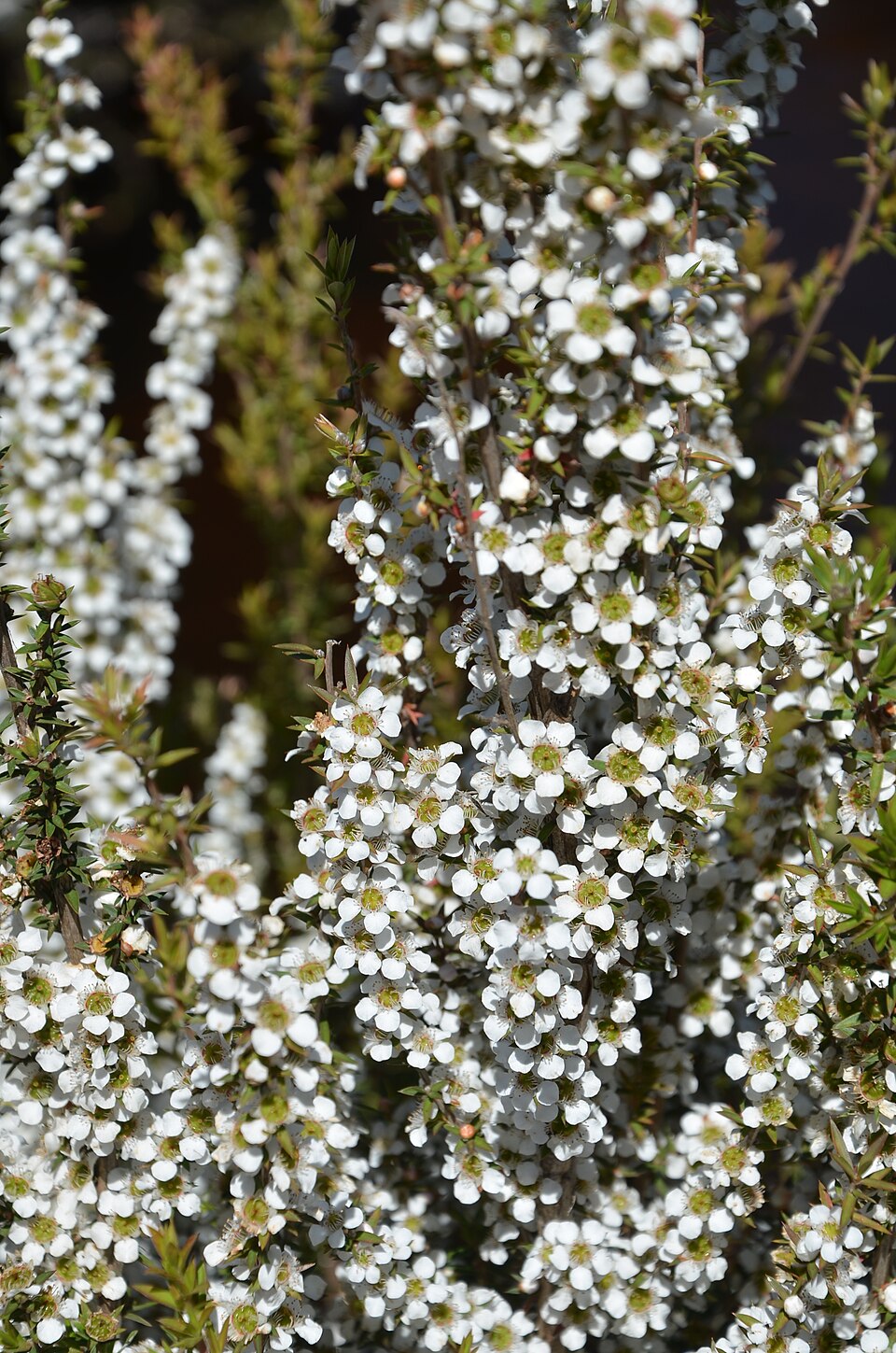 Leptospermum continentale (prickly tea-tree) (alternate view 3)