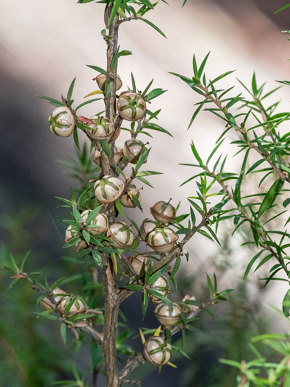 Leptospermum continentale (prickly tea-tree) (alternate view 4)