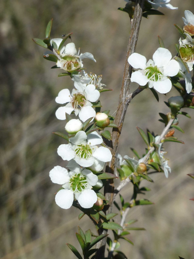 Leptospermum continentale (prickly tea-tree) (alternate view 5)