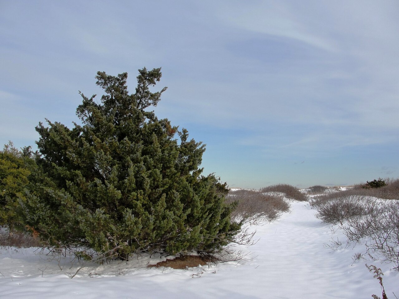 Juniperus virginiana, Eastern red cedar — upright evergreen (Cupressaceae) (image 1 of 10)