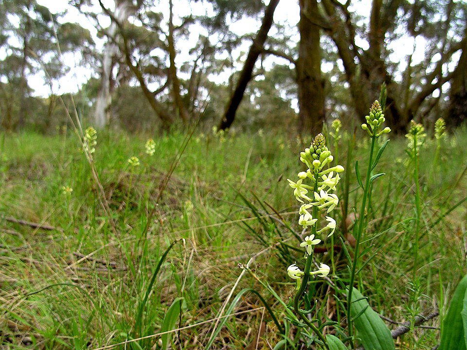 Stackhousia monogyna (Creamy Candles)