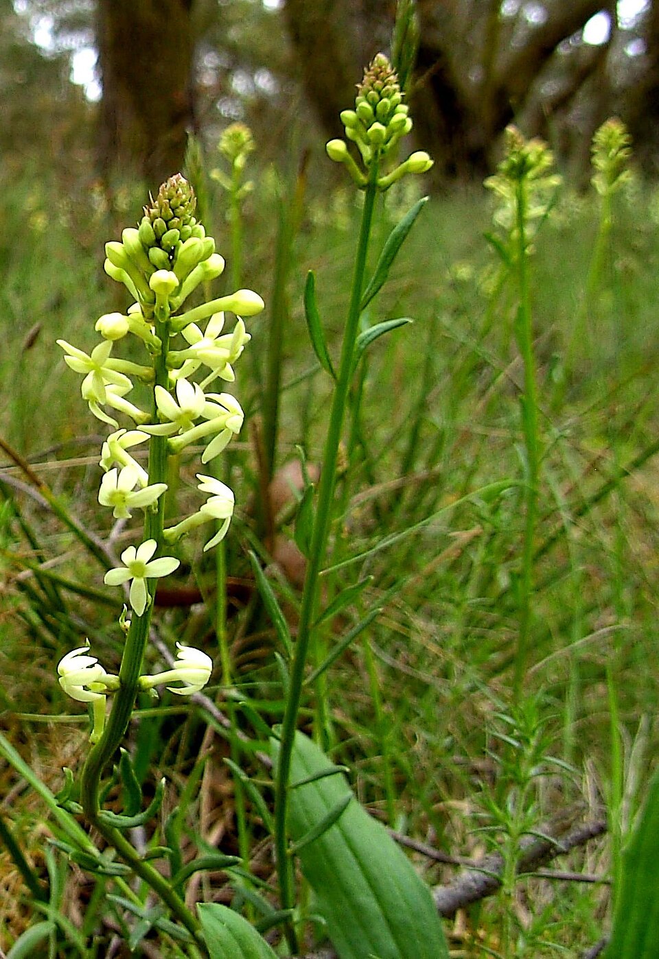 Stackhousia monogyna (Creamy Candles) (alternate view 2)