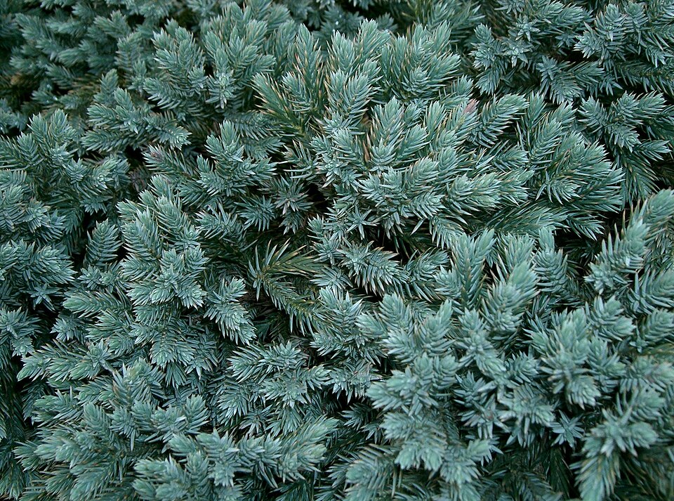 Juniperus squamata 'Blue Star' (Blue Star Juniper) (alternate view 3)