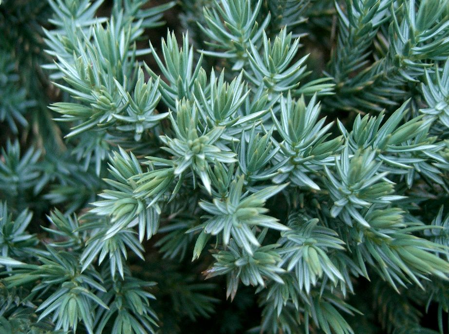 Juniperus squamata 'Blue Star' (Blue Star Juniper) (alternate view 4)