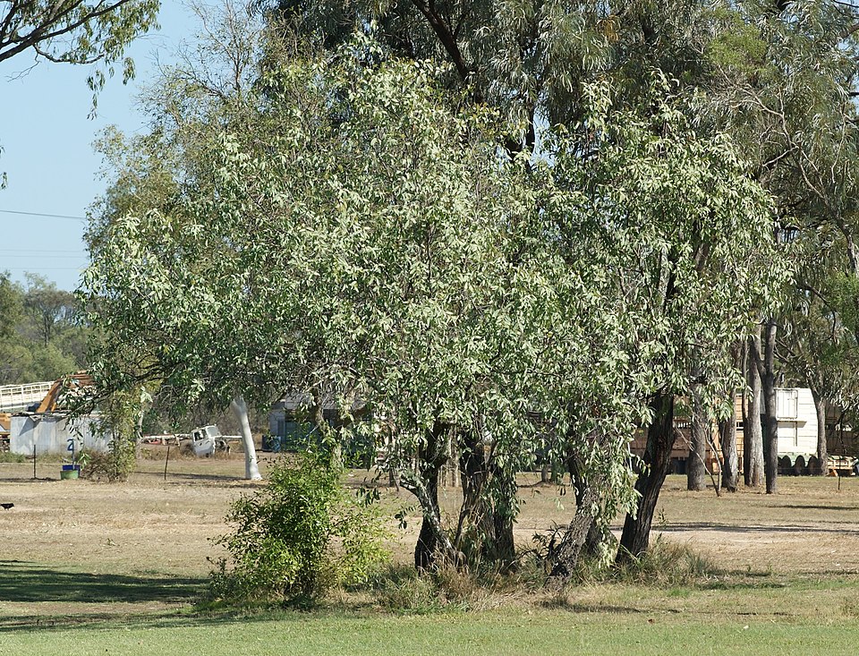 Santalum lanceolatum (Blue Bush) (alternate view 5)
