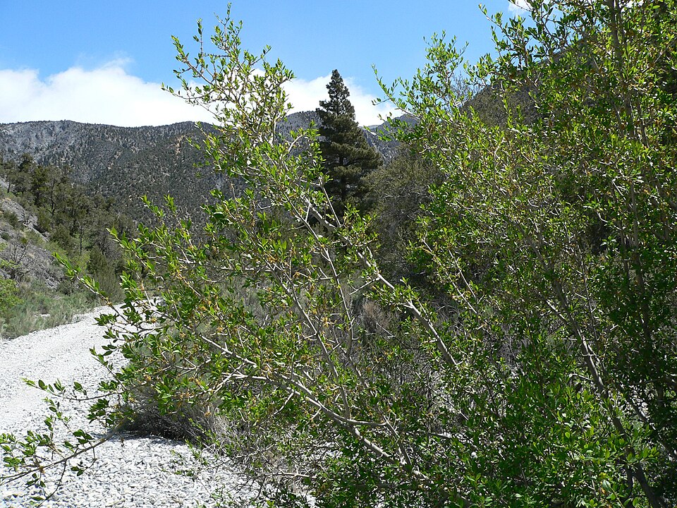 Forestiera pubescens (Downy Forestiera) (alternate view 10)