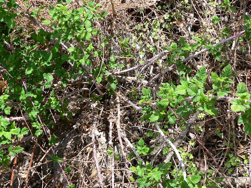 Rubus leucodermis (Blackcap Raspberry) (alternate view 7)