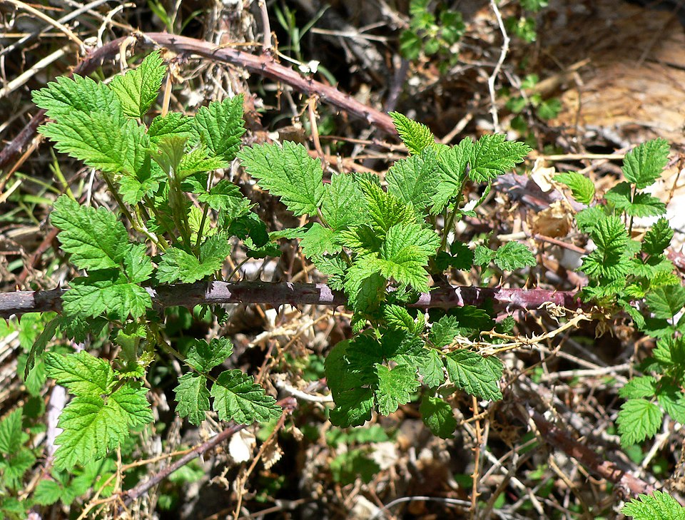 Rubus leucodermis (Blackcap Raspberry) (alternate view 8)
