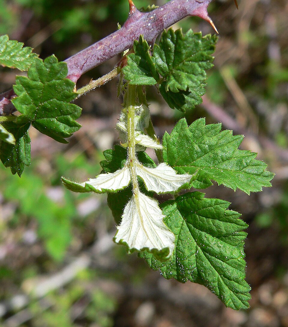 Rubus leucodermis (Blackcap Raspberry) (alternate view 9)