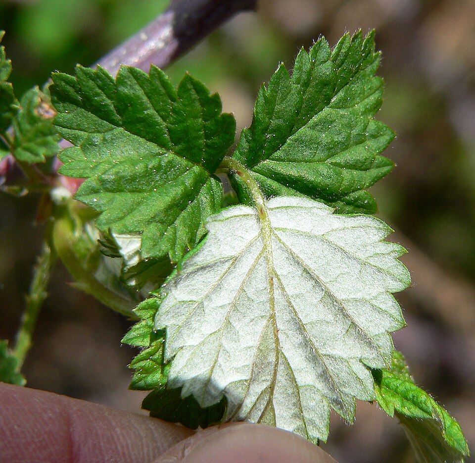 Rubus leucodermis (Blackcap Raspberry) (alternate view 10)