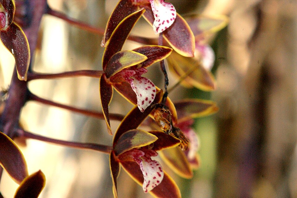 Cymbidium canaliculatum (Channelled boat-lip orchid) (alternate view 6)