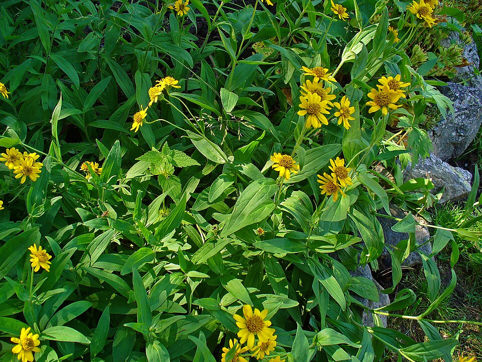 Arnica chamissonis (Meadow Arnica) (alternate view 12)