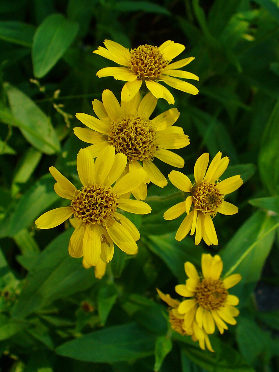 Arnica chamissonis (Meadow Arnica) (alternate view 13)