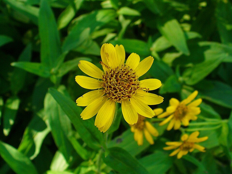 Arnica chamissonis (Meadow Arnica) (alternate view 14)