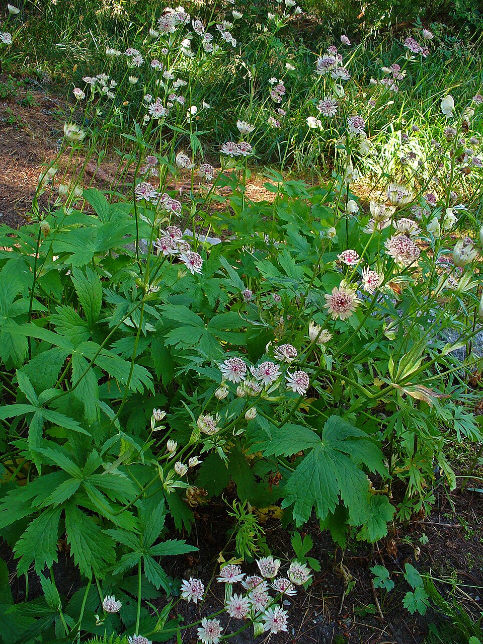 Astrantia major (Great Masterwort) (alternate view 13)