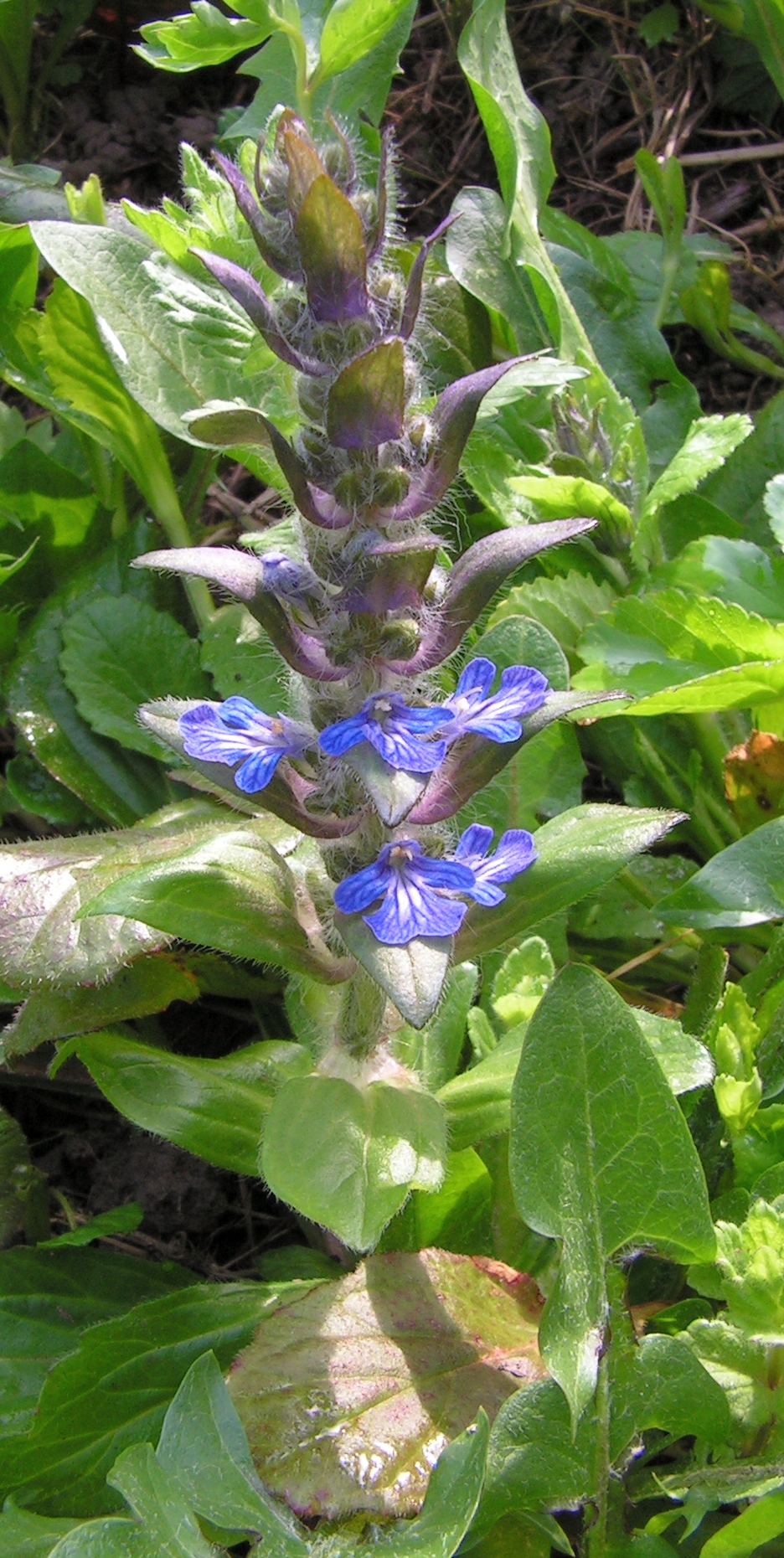 Ajuga reptans (creeping bugleweed) (alternate view 12)