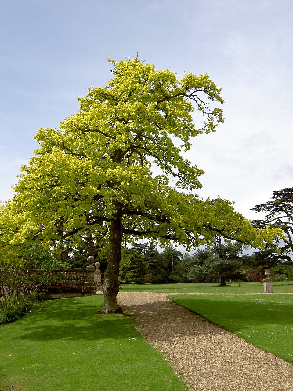 Quercus robur 'Concordia' (Golden Oak)