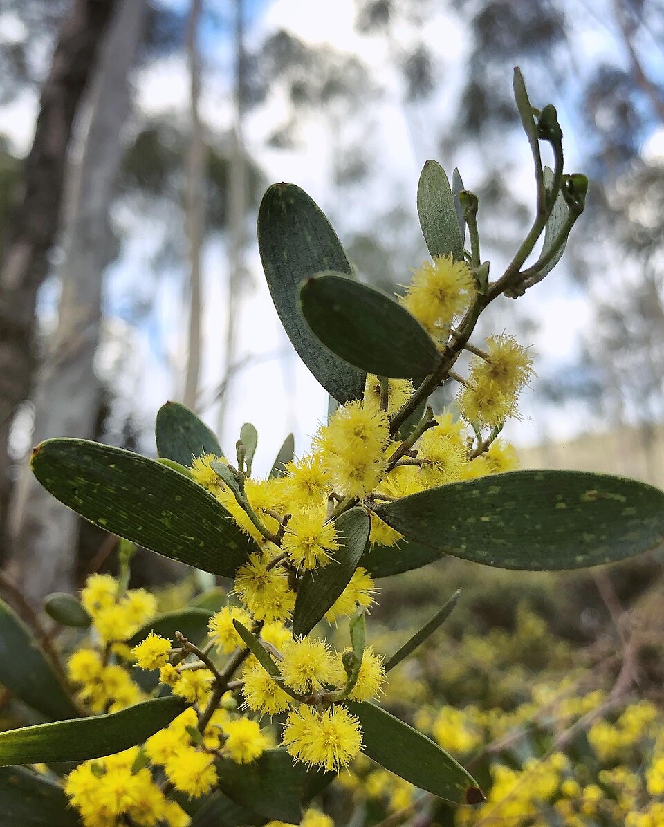 Acacia verniciflua (Varnish Wattle) (alternate view 4)