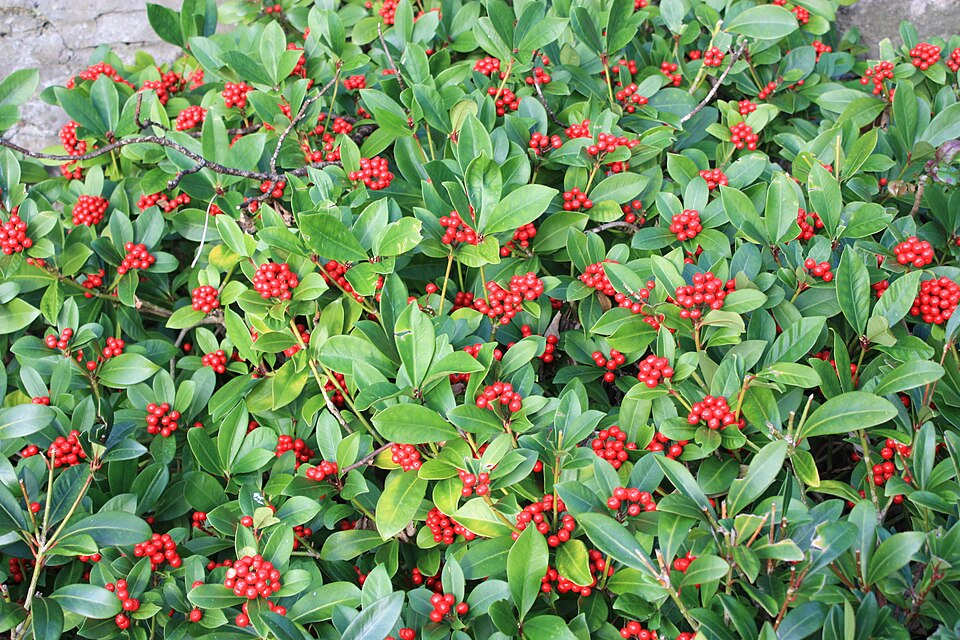 Skimmia japonica (Japanese skimmia) (alternate view 6)