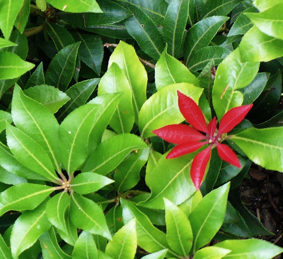 Pieris japonica 'Mountain Fire' (Pieris Mountain Fire) (alternate view 2)