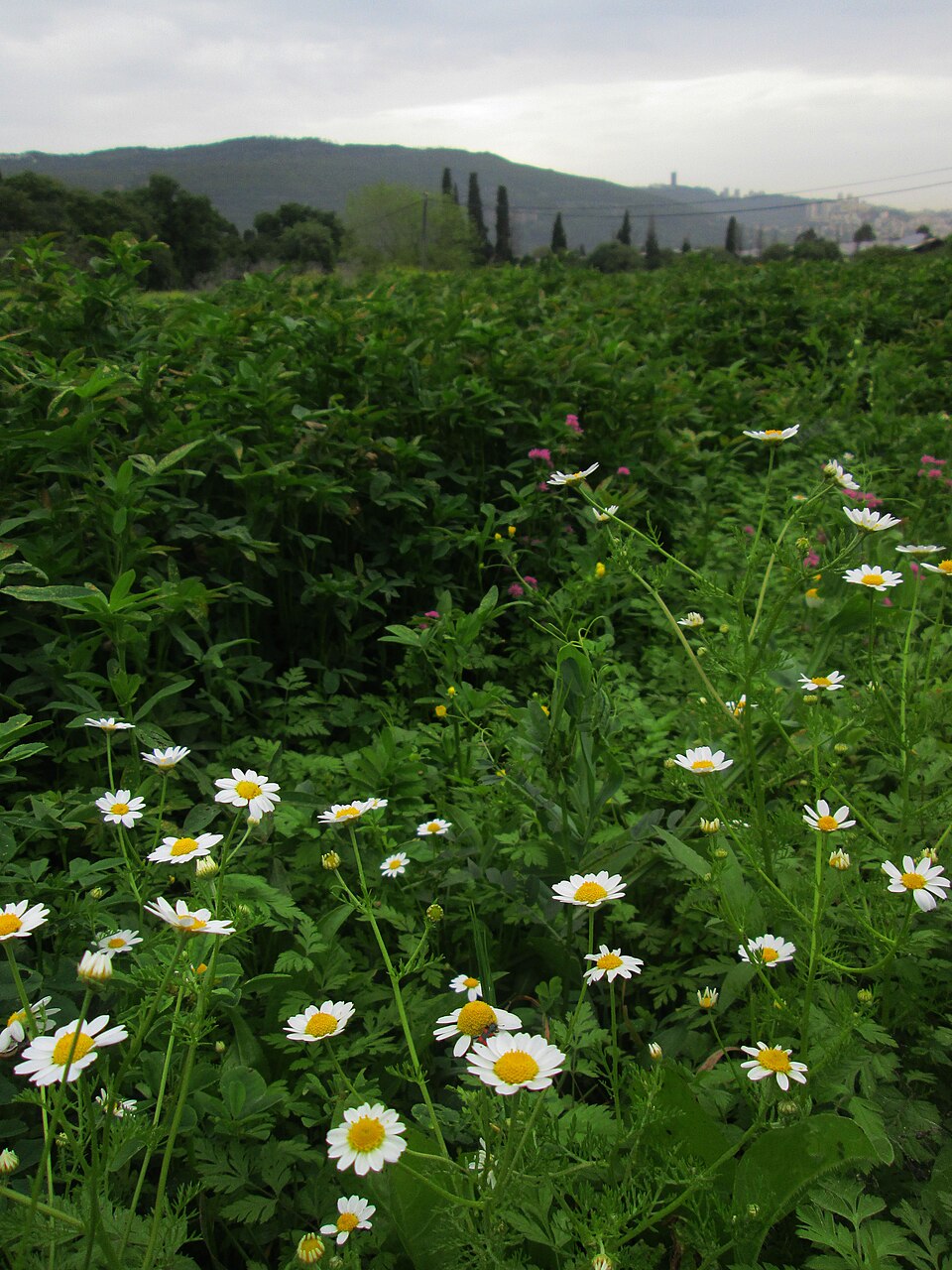 Matricaria (German chamomiles and pineapple-weeds) (alternate view 4)
