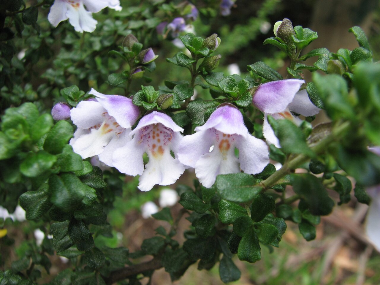 Prostanthera cuneata (alpine mint bush)