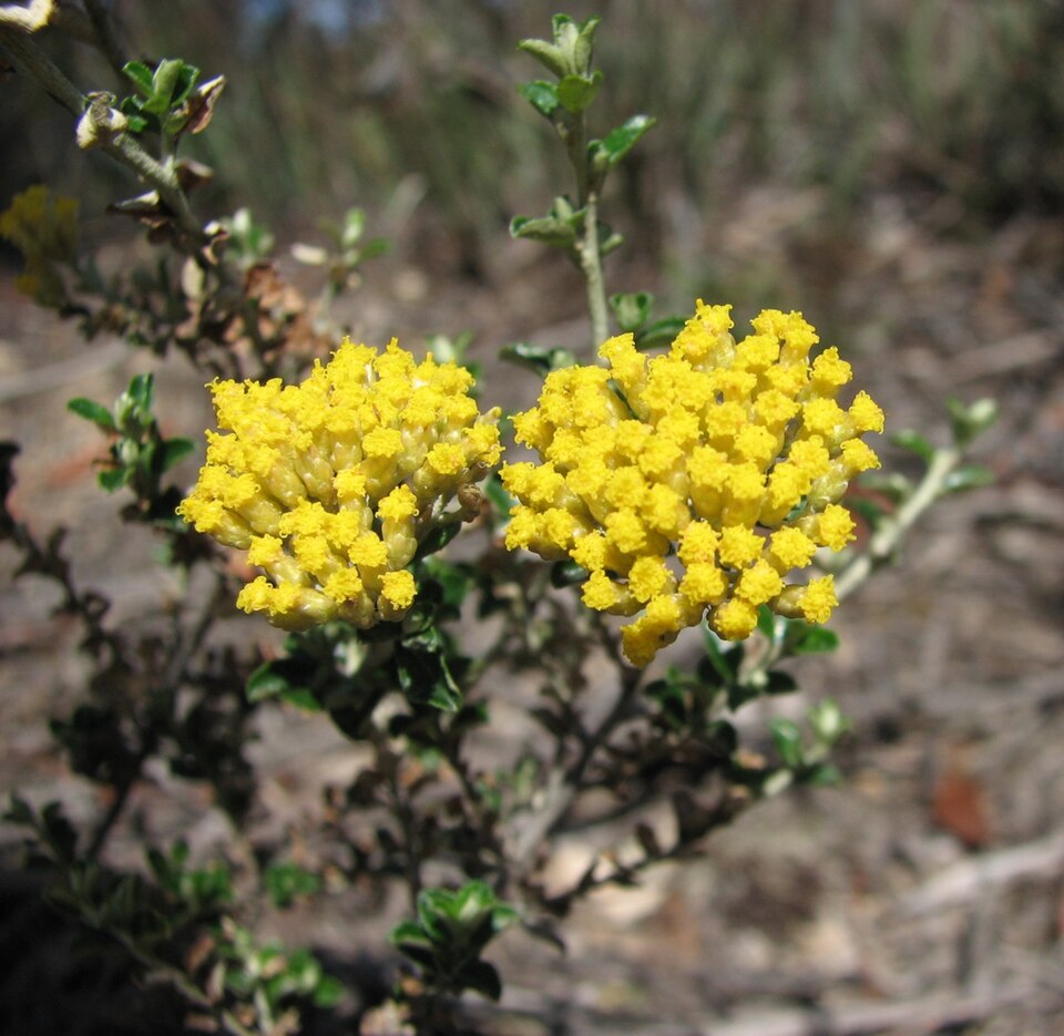 Ozothamnus obcordatus (Grey Everlasting) (alternate view 6)