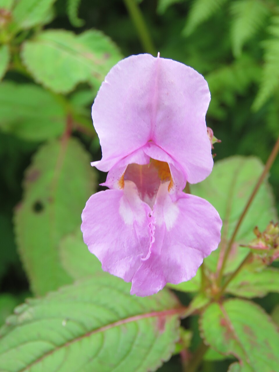 Impatiens glandulifera (policeman's helmet) (alternate view 7)