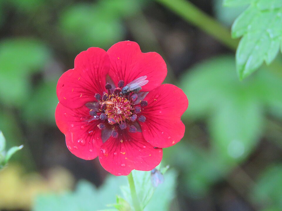 Potentilla atrosanguinea (red cinquefoil) (alternate view 7)