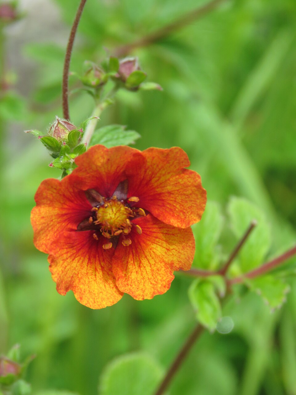 Potentilla atrosanguinea (red cinquefoil) (alternate view 8)