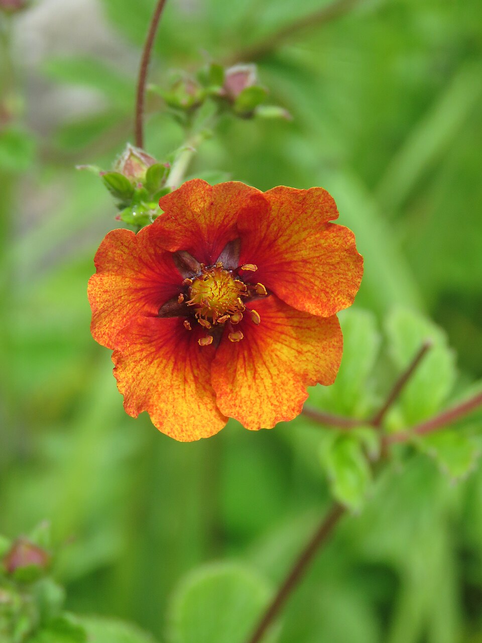 Potentilla atrosanguinea (red cinquefoil) (alternate view 9)
