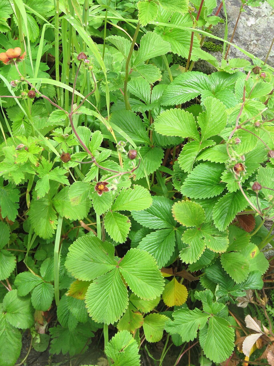 Potentilla atrosanguinea (red cinquefoil) (alternate view 10)