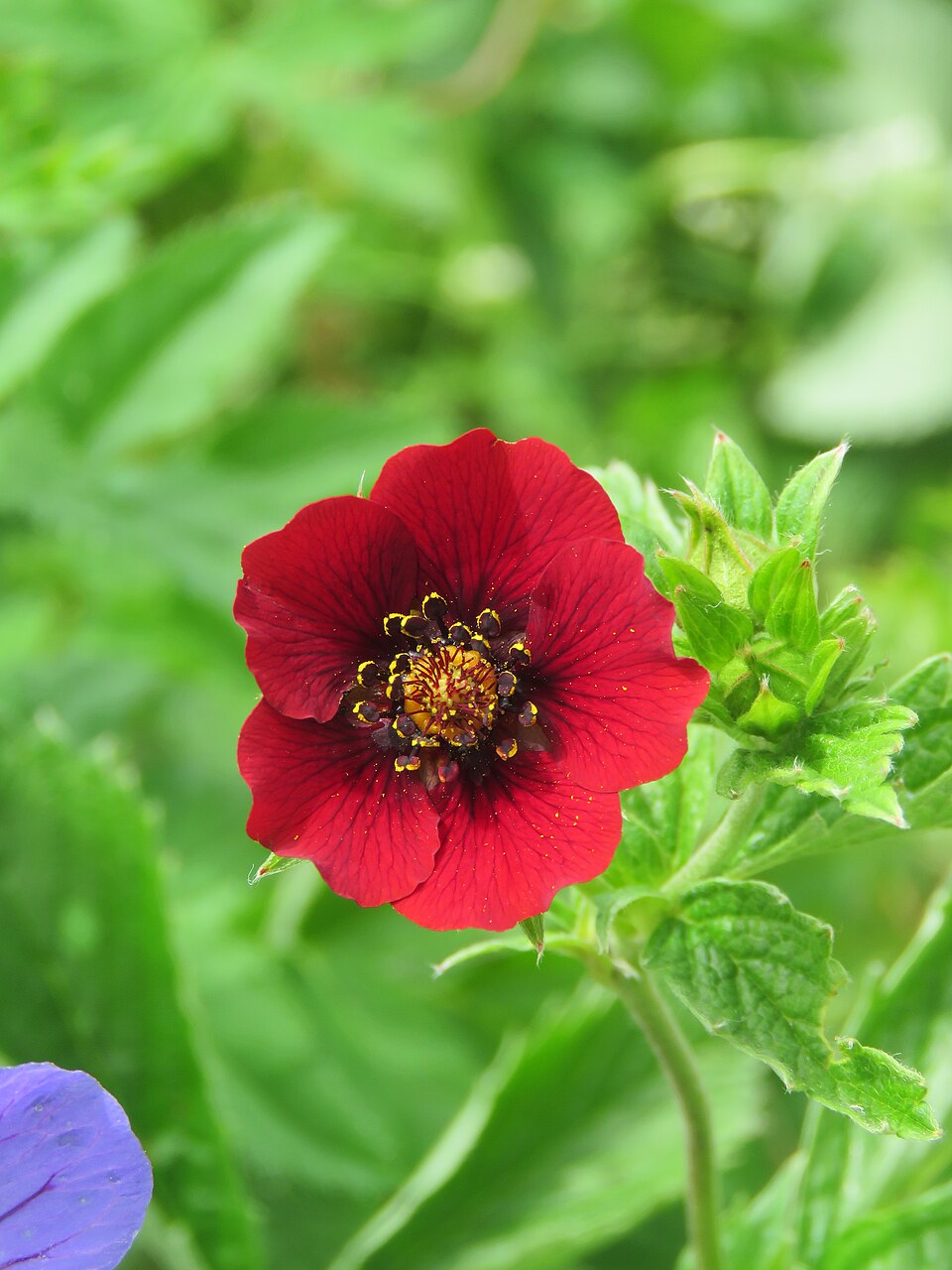 Potentilla atrosanguinea (red cinquefoil) (alternate view 11)