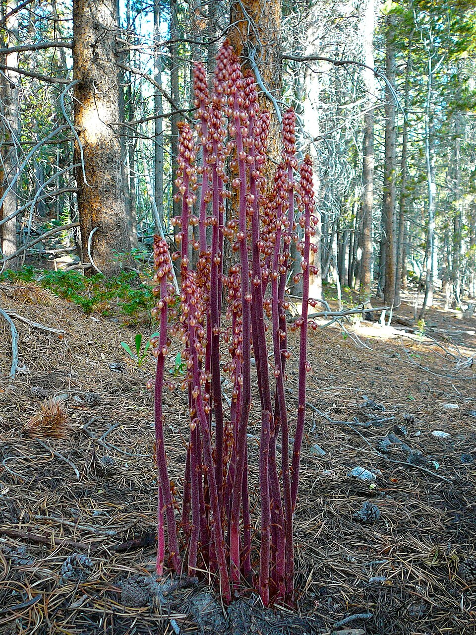Pterospora andromedea (woodland pinedrops) (alternate view 4)