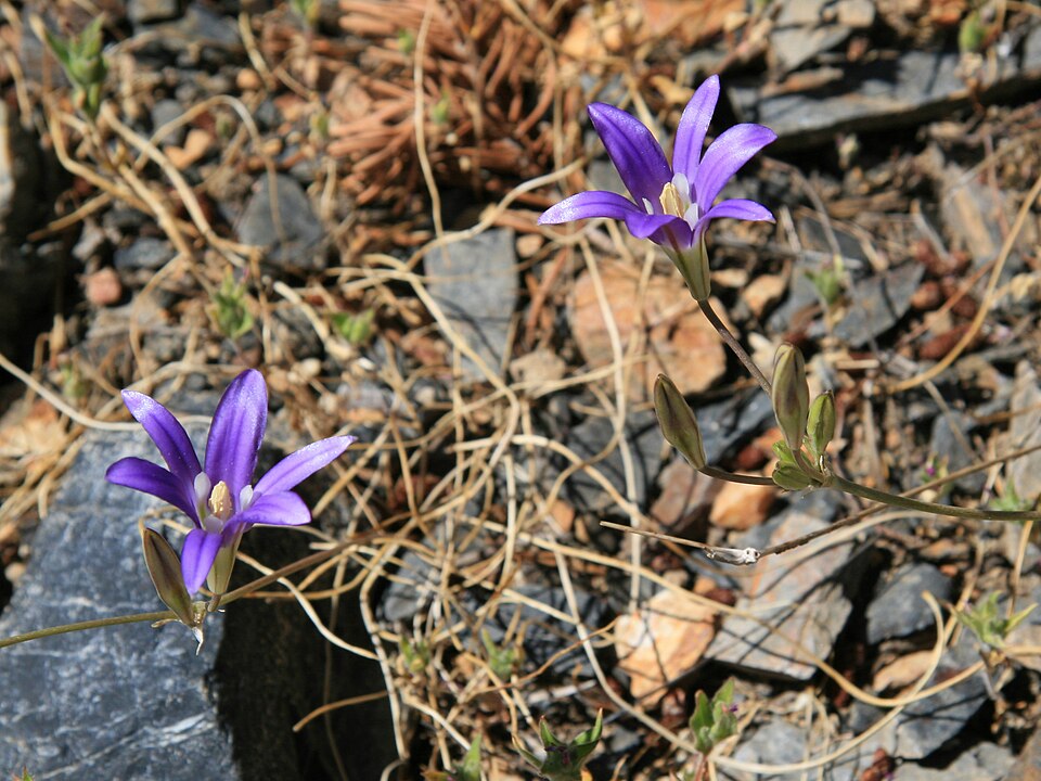Brodiaea elegans (Harvest Brodiaea) (alternate view 7)