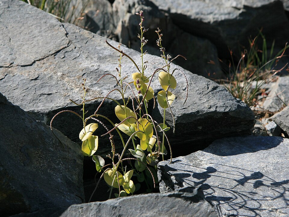 Streptanthus tortuosus (Mountain Jewelflower) (alternate view 8)