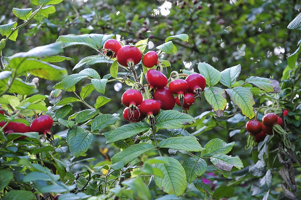 Rosa rugosa (rugosa rose) (alternate view 10)