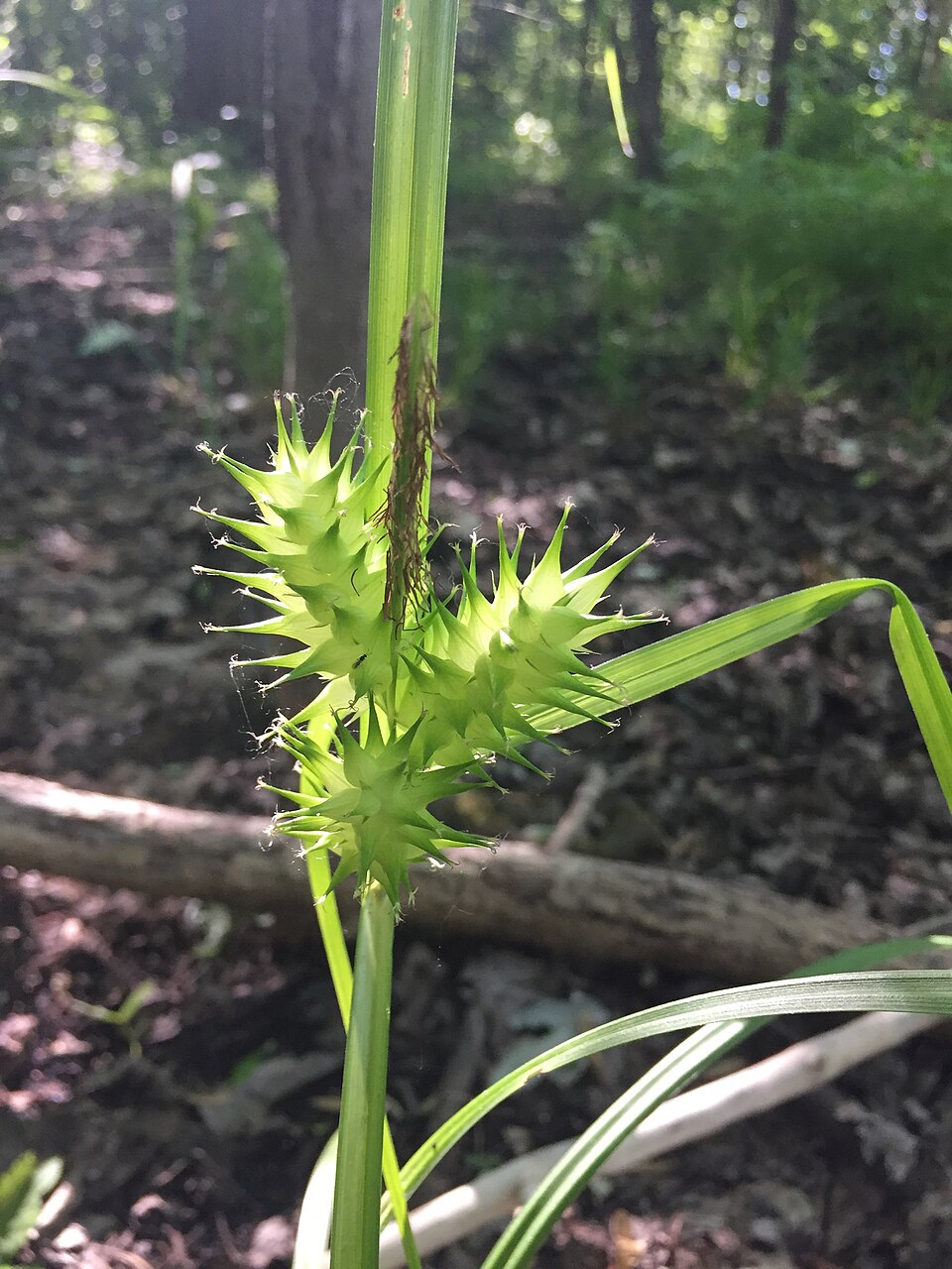 Carex lupulina (hop sedge) (alternate view 7)